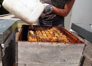 Bienenkolonie am Dach der HTL Spengergasse